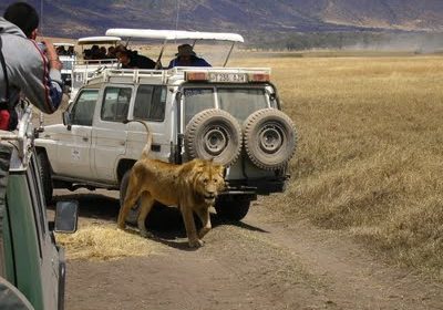 Ngorongoro Leu3