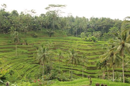 09. Rice terraces in Bali