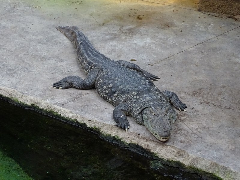 . Crocodil