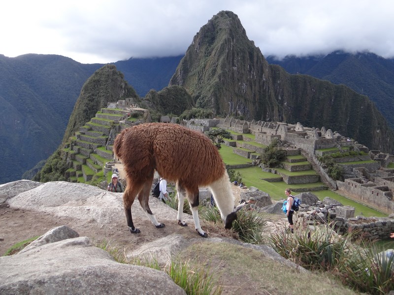Lama La Macchu Picchu