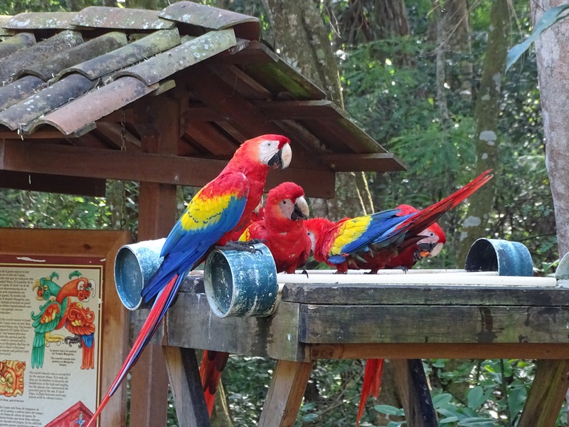 Papagali Copan Honduras