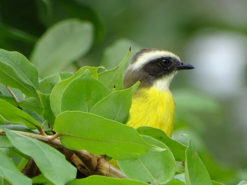 Vrabie Costa Rica