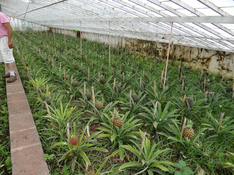 Plantatie Ananas