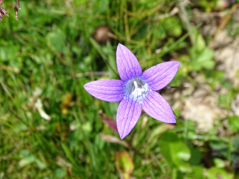 Floare De Munte