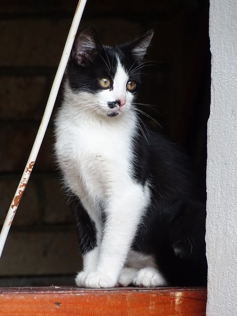 Cats Of Brasov