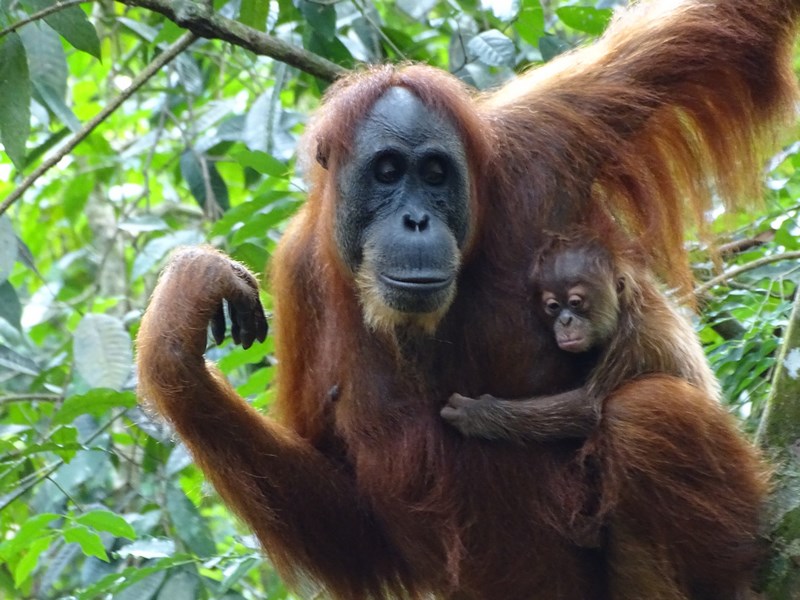 Orangutan Cu Pui