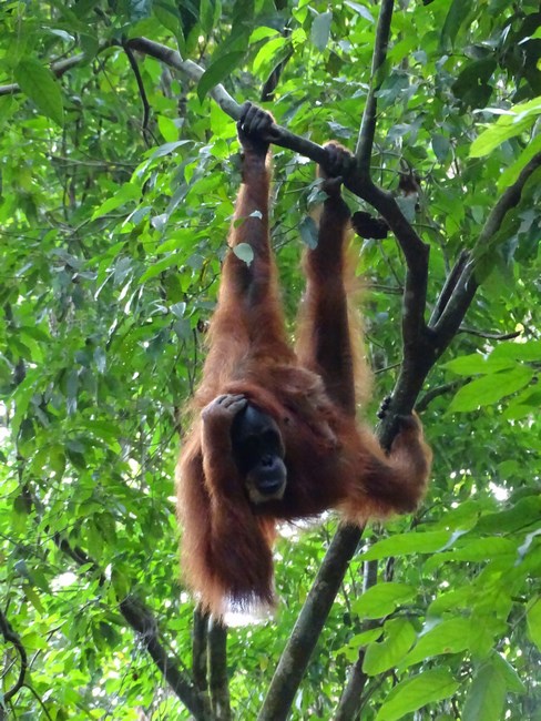 Orangutan Agatat