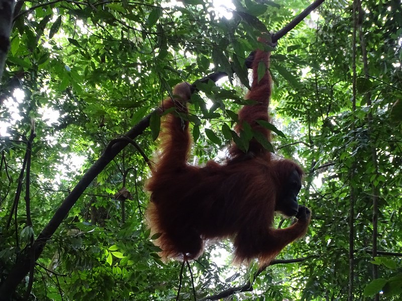 Orangutan Bukit Lawang