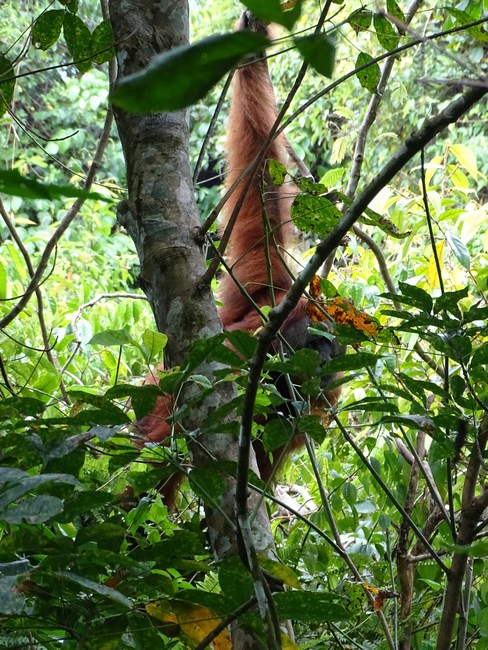 Orangutan In Padure