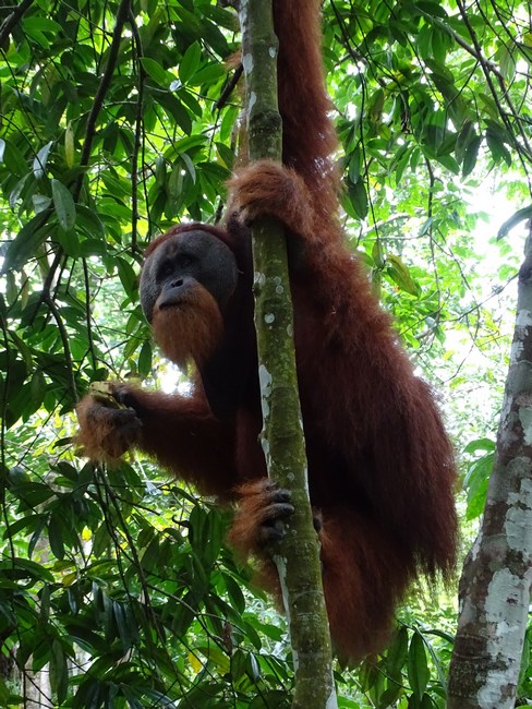 Orangutan Mare