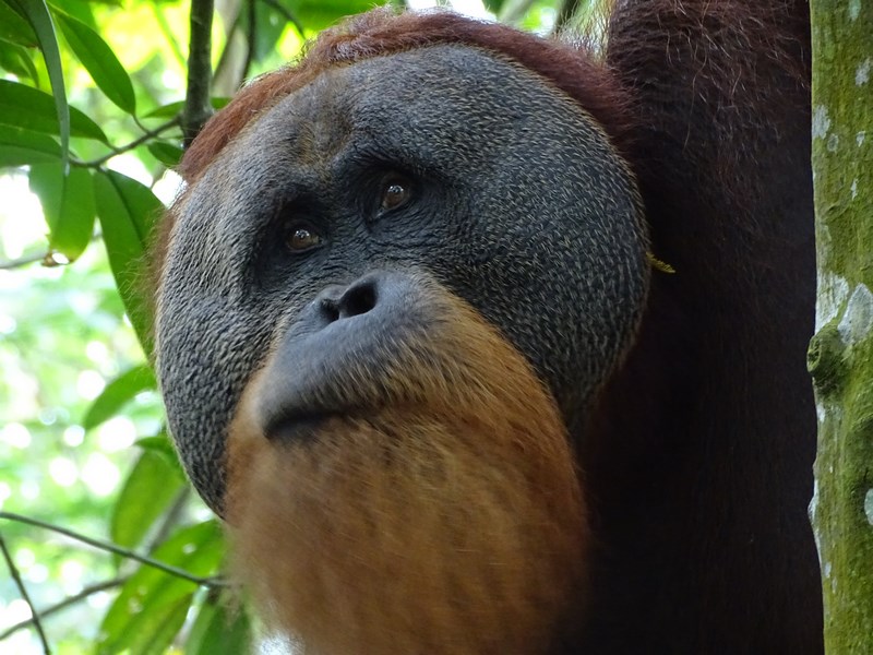 Orangutan Mascul