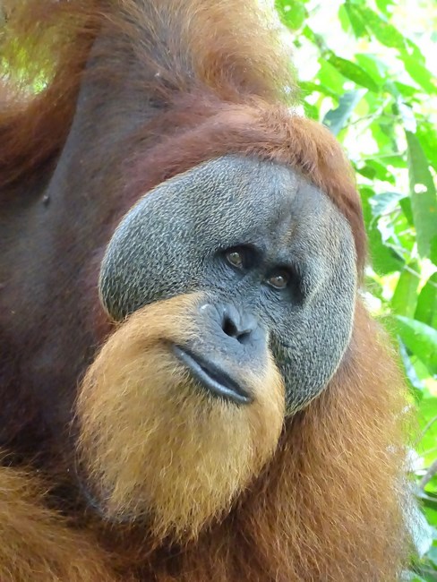 Orangutan Mascul Bukit Lawang