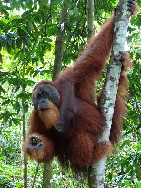 Orangutan Barbat