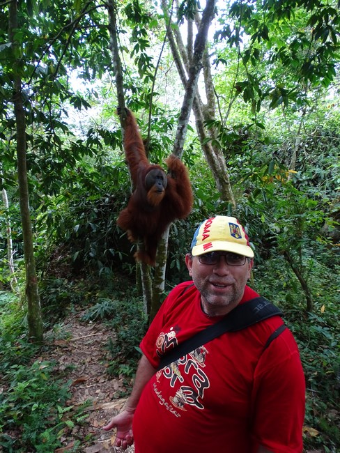 Langa Un Orangutan