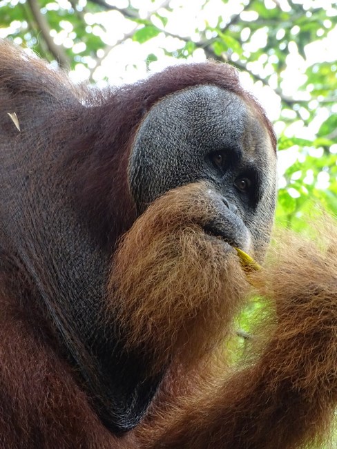 Fata Orangutan