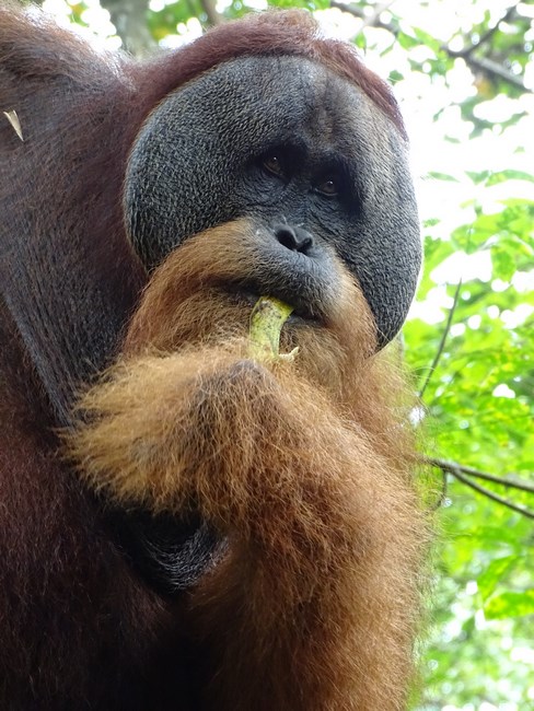 Orangutan In Bukit Lawang