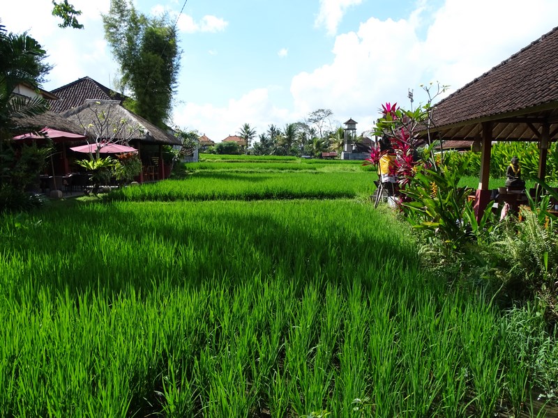 Orezarie Ubud Centru