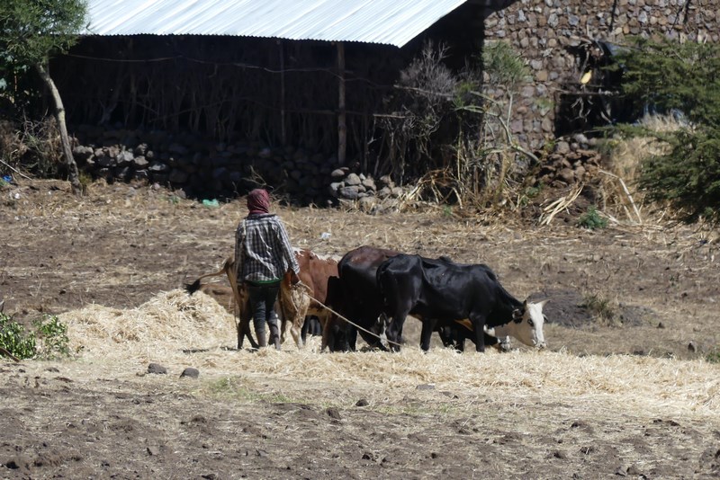 Agricultura In Etiopia