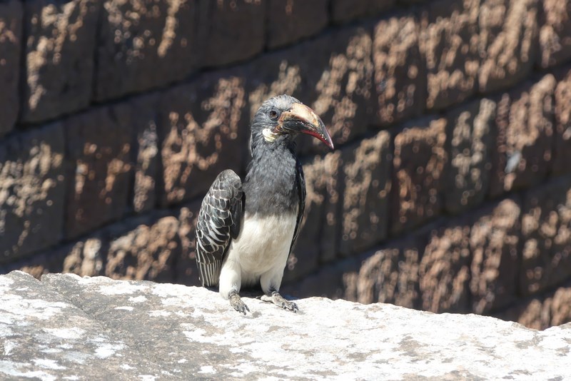 Tucan De Etiopia