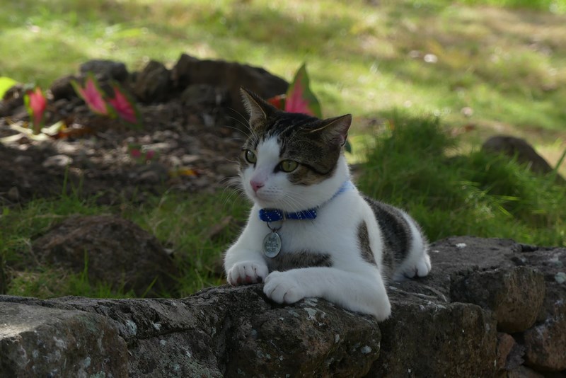 Ming the cat of Nevis