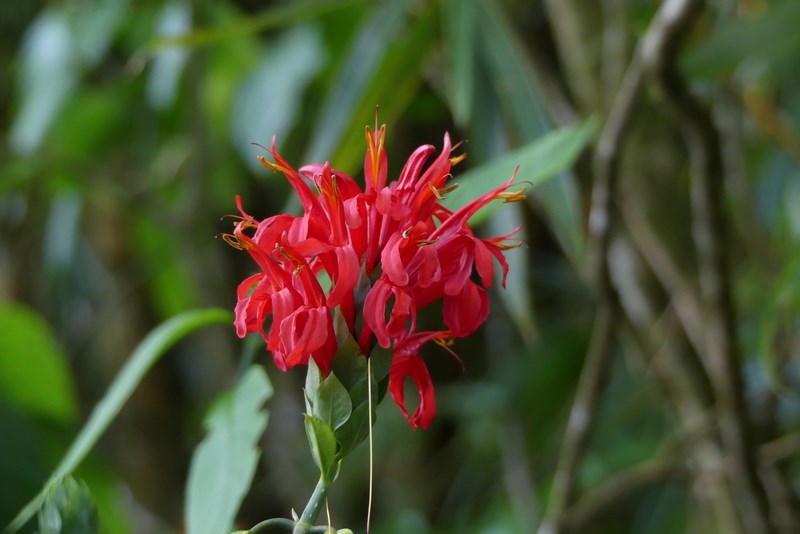 Floare tropicala