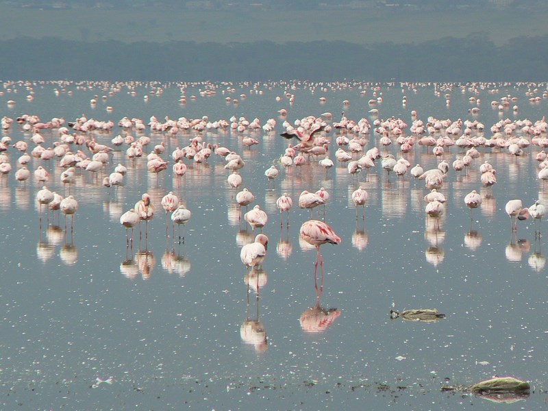 Flamingo Nakuru