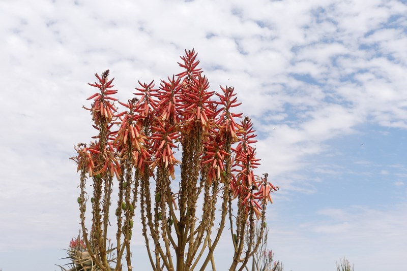 Flori desert