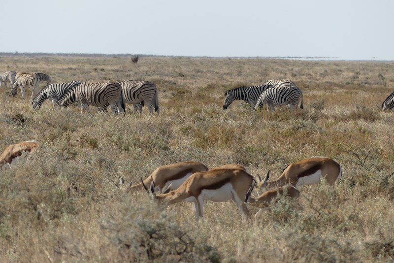 Antilope si zebre