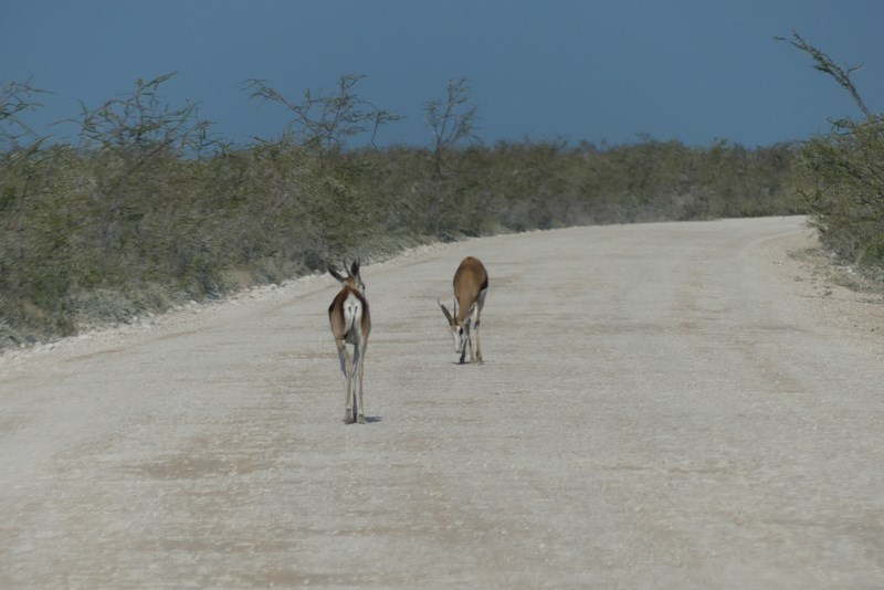 Antilope pe sosea