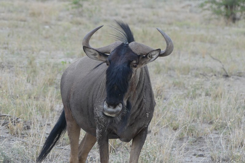 Antilopa gnu Etosha