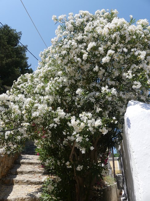 Strada cu flori