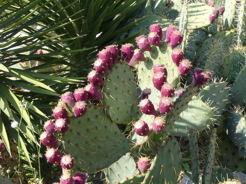 Fructe cactus