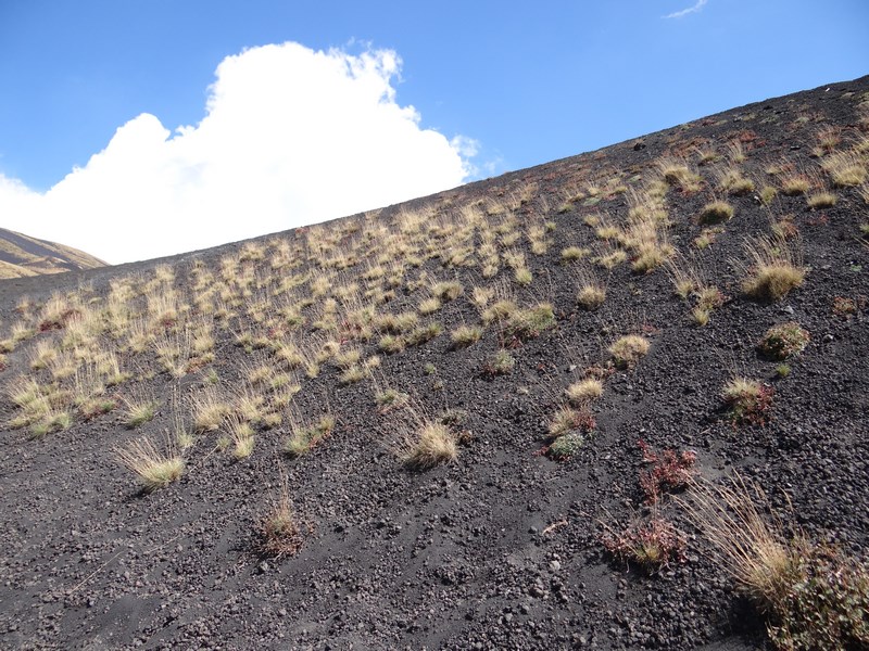 Vegetatie pe Etna