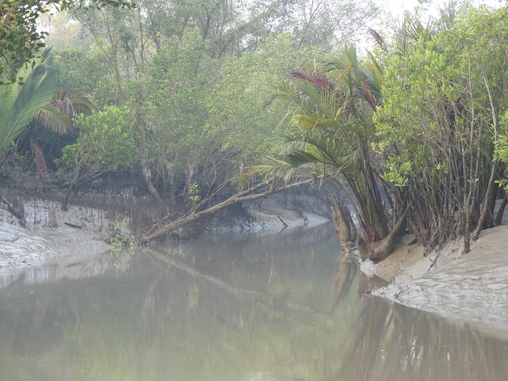 Canale Sundarbans