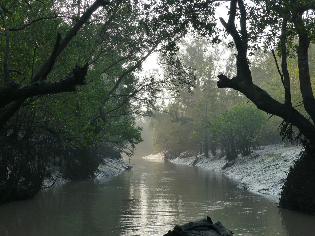 Sundarbans dimineata