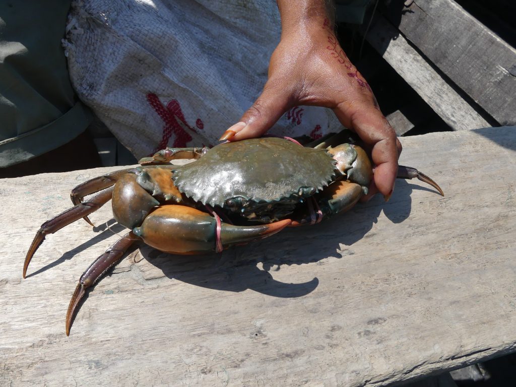 Crab