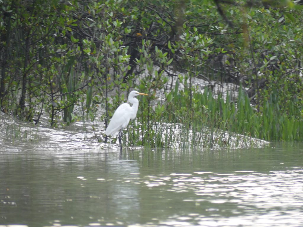 Egreta alba