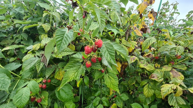 Zmeura Transylvania Berries