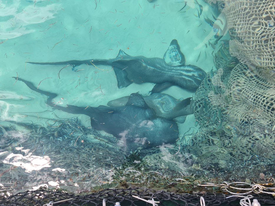 Nurse sharks Punta Cana