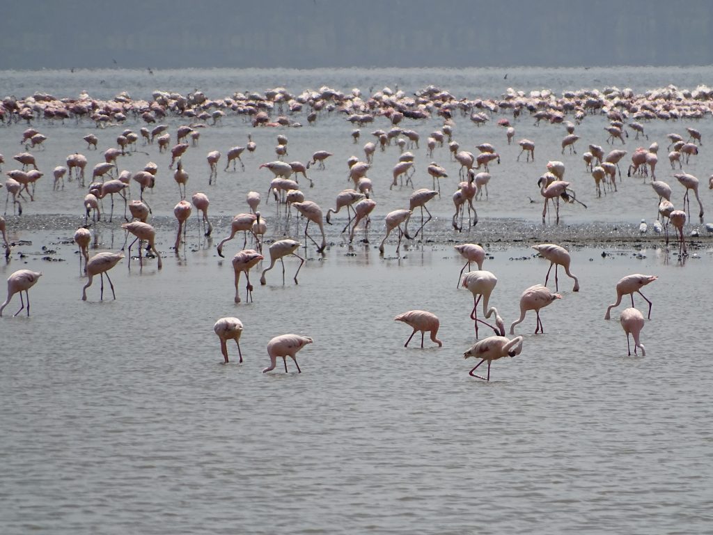 Flamingo Nakuru Kenya