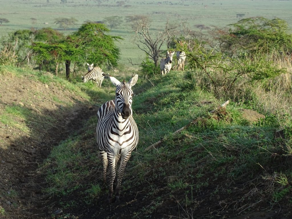 Zebre Nakuru