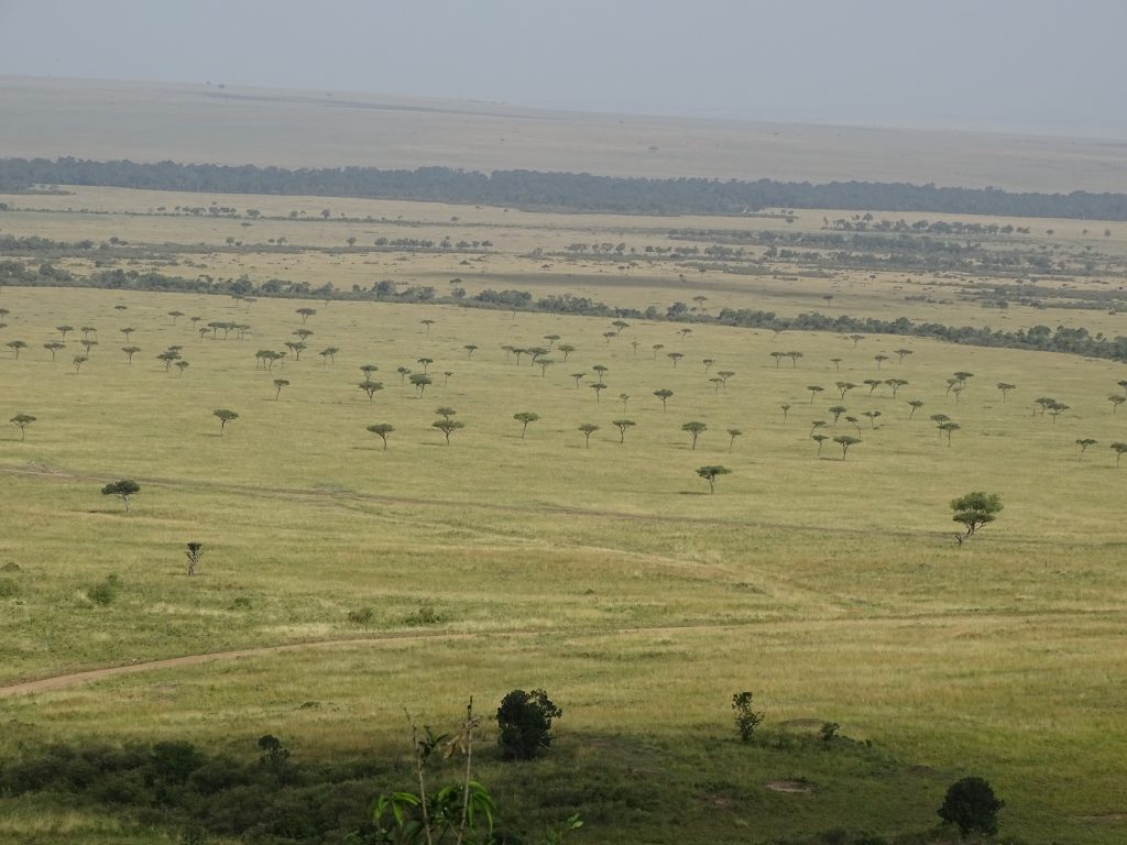 Campia Masai Mara