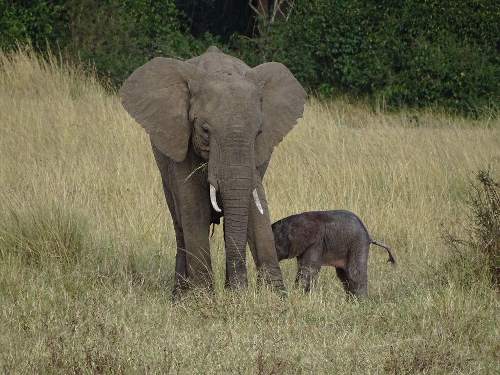 Elefant mama si copil