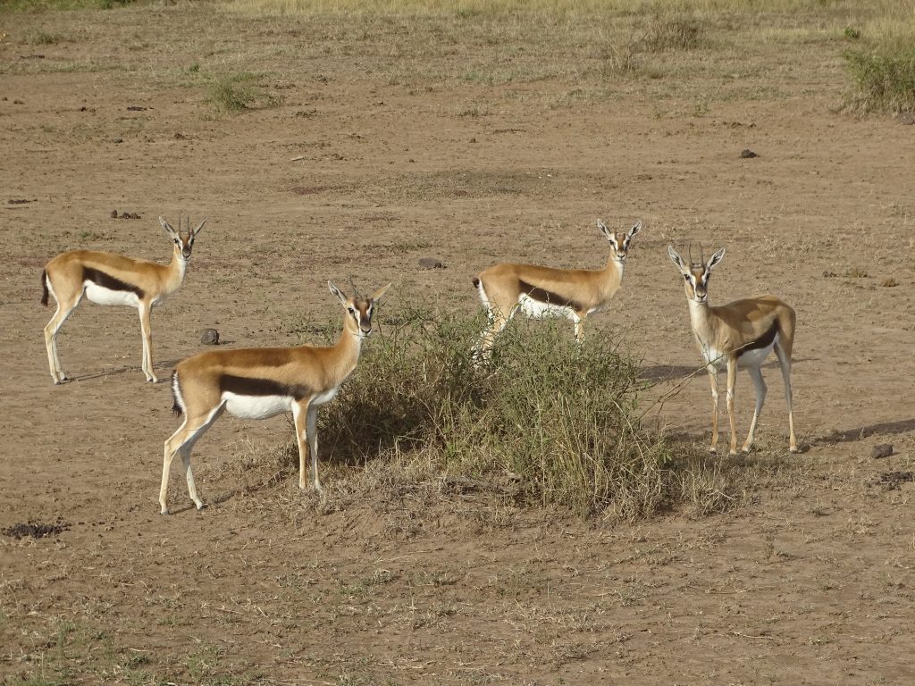 Gazele Thomson Masai Mara