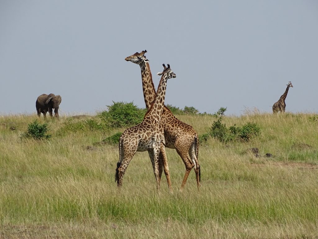 Girafe Masai Mara