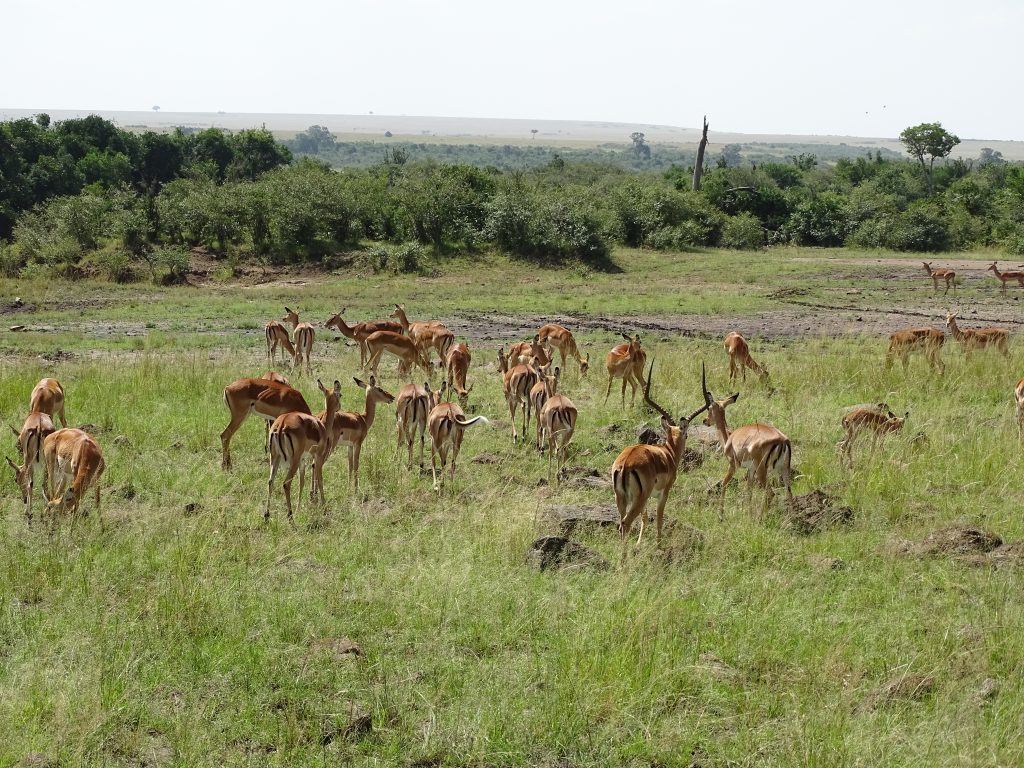 Gazele Thompson Masai Mara