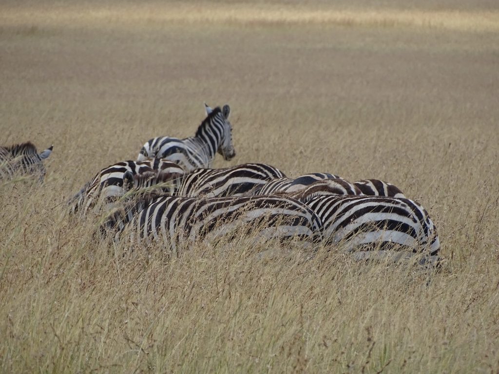 Zebre Masai Mara