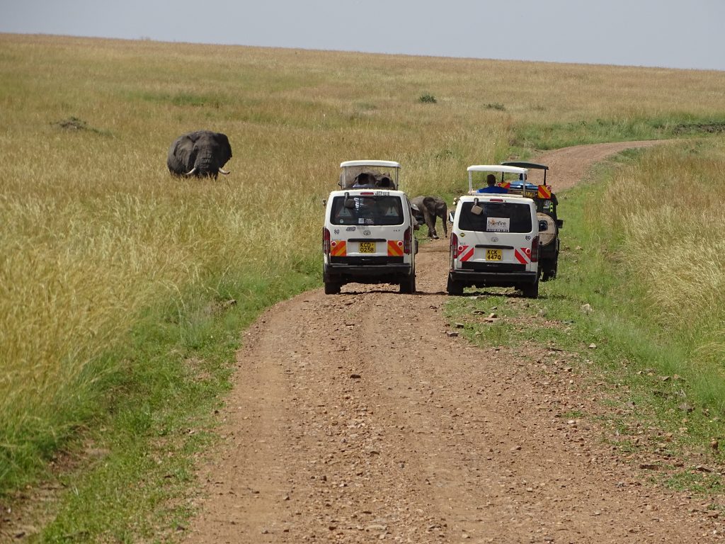 Elefant la trecere de pietoni