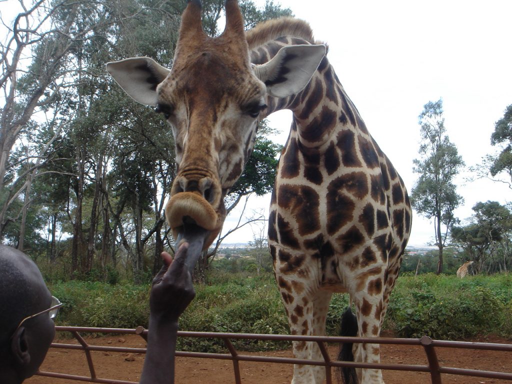 Giraffe Center Kenya