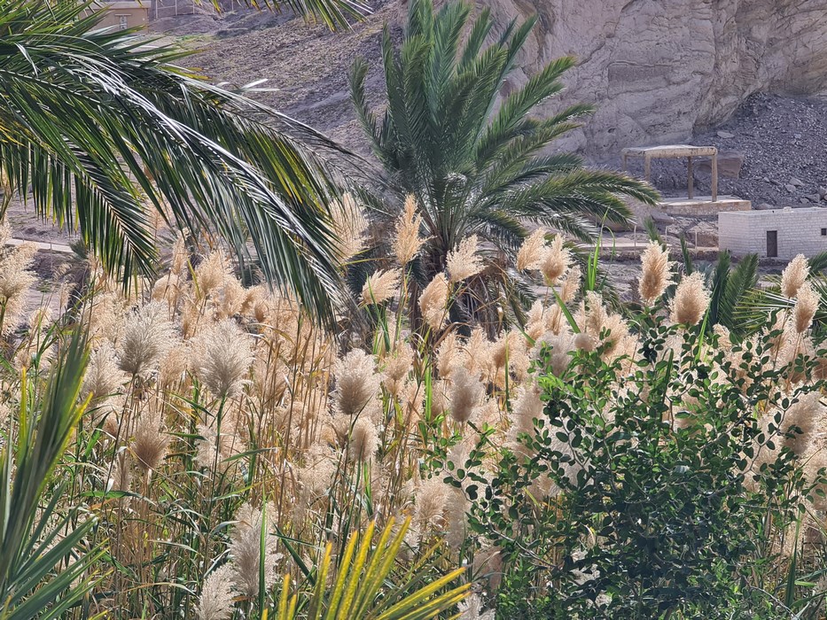 Vegetatia Arabia Saudita